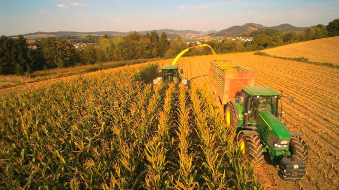 4000 Tonnen Mais wurden in diesem Jahr siliert: 70 Hektar Fläche bewirtschaften die Gesellschafter der Biogasanlage. Dazu kommt Mais aus Überschüssen anderer Landwirte. 