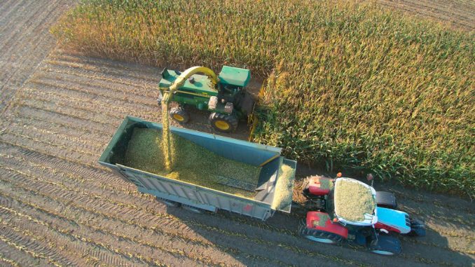 Oktober ist für gewöhnlich der Erntemonat für Mais. Die Ernte auf den Gesellschafterflächen wird vom Biogaswerk zentral organisiert. 